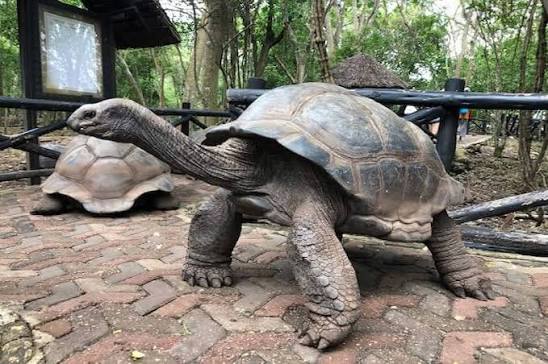 A Night at the Zoo: When the Nocturnal Wake Up